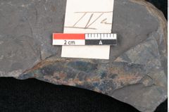 Foto (Detailansicht) von Quercus pachyphylla Ettingshausen (NHMW-GEO-2024-0188-10239)